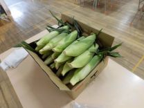 写真:とうもろこしの皮むき3