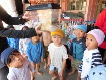 写真:ちょうちょ1