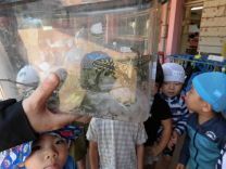 写真:ちょうちょ