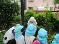 5歳児がどんなジャガイモが掘れるか見ている写真です。