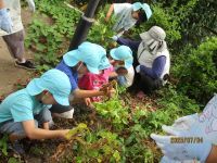 5歳児がじゃが芋堀をしている写真です。