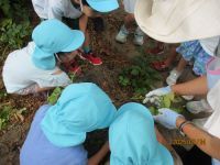 土の中からジャガイモが見えそうな写真です。