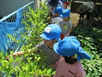 写真：ブルーベリー摘み2