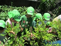 写真：ブルーベリー摘み1