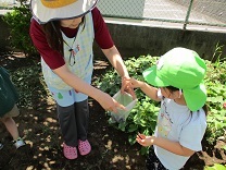 写真：ブルーベリー摘み3