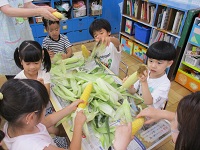 トウモロコシを剥いている写真