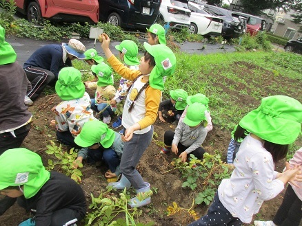 じゃがいも収穫の様子の写真