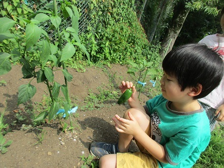 夏野菜収穫の写真