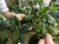 写真:ピーマンの収穫