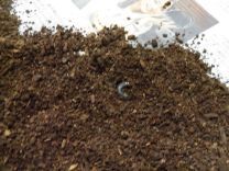 写真:カブトムシの幼虫