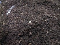 写真:カブトムシの卵