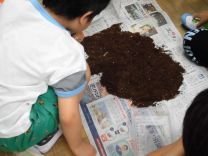 写真:カブトムシの飼育