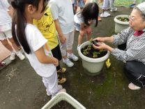 写真:菊の苗植え
