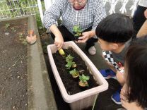 写真:菊の苗植え2