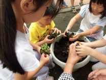 写真:菊の苗植え3