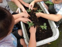 写真:菊の苗植え4