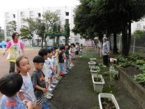 写真:菊の苗植え5