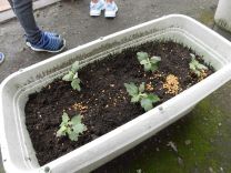 写真:菊の苗植え6