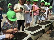 写真：菊の苗植え1