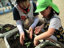 写真：菊の苗植え2