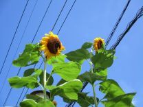 写真：ひまわり1