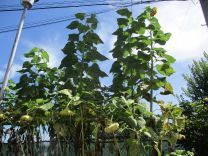 写真：ひまわり2