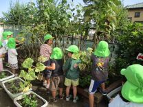 写真：ひまわり3