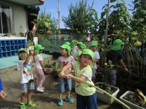 写真：ひまわり5