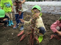 さつまいも堀りの写真