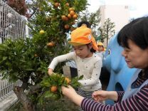 写真:ミカン狩り3