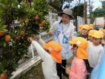 写真:ミカン狩り4
