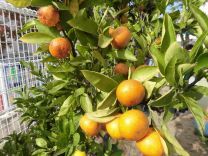 写真:ミカン狩り2