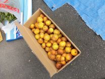 写真:ミカン狩り6