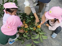 2歳児クラスの柿もぎの様子