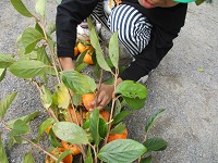 5歳児クラスの子が柿もぎをする様子