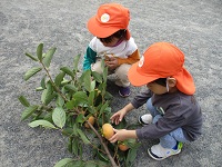 3歳児クラスの子が柿もぎをする様子
