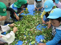 野菜くずをちぎっている4歳児の様子の写真