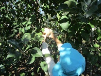 りんご狩りの写真