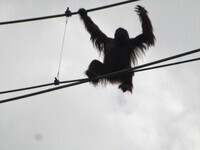 オランウータン