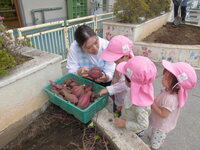 1歳児がさつまいもを見ている