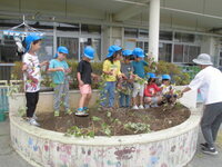 芋を掘っている