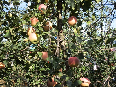 リンゴの実の写真