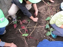 写真：芋掘り3