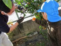 写真：みかん狩り10