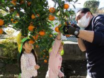 写真：みかん狩り3
