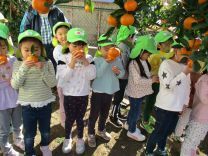 写真：みかん狩り4