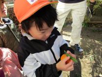 写真：みかん狩り6