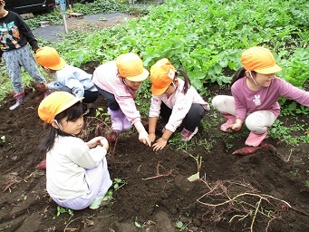 4歳ぱんだ組が芋ほりをしている様子の写真