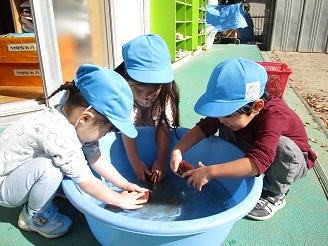 3歳児の子ども達がさつまいもを洗っている様子の写真