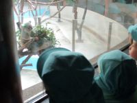 コアラを見ている写真です。